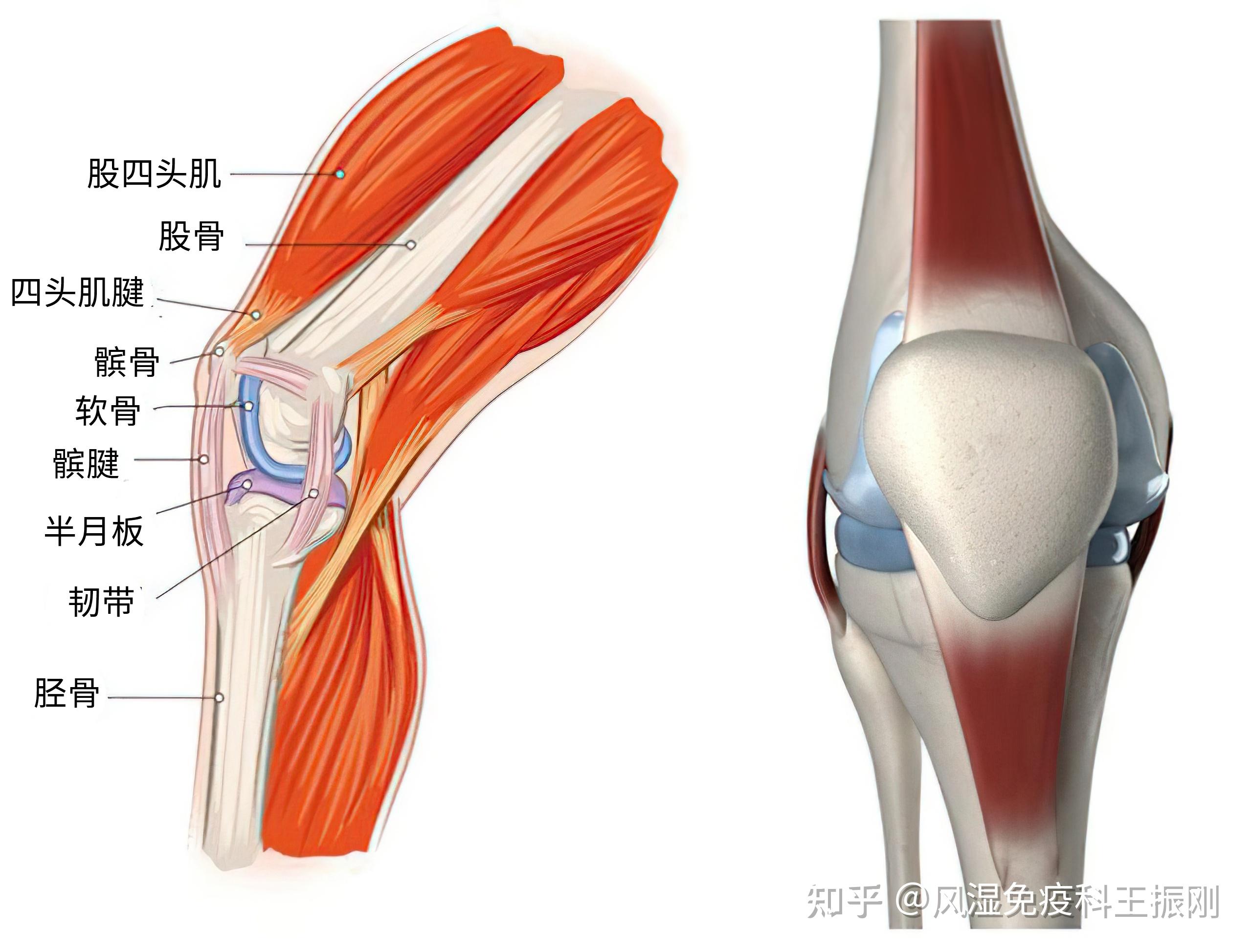 骨關(guān)節(jié)、肌腱和韌帶損傷