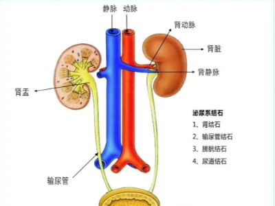 腎、膀胱等泌尿外科疾病